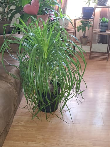 Customer photo review of Ponytail Palm