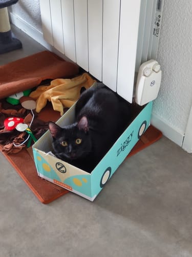 Avis d'un client : son chat noir est assis dans la boîte en carton en forme de voiture reçue avec les Croquettes - Poulet.