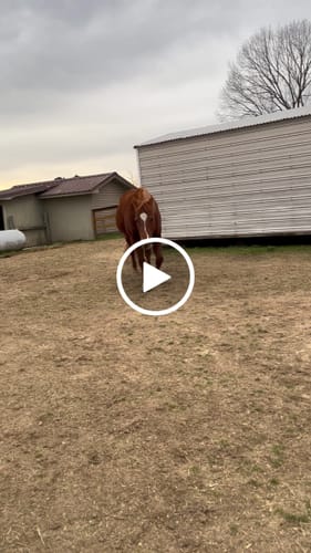 Customer video review of OptiWize Collagen +Plus Horse Joint Supplement