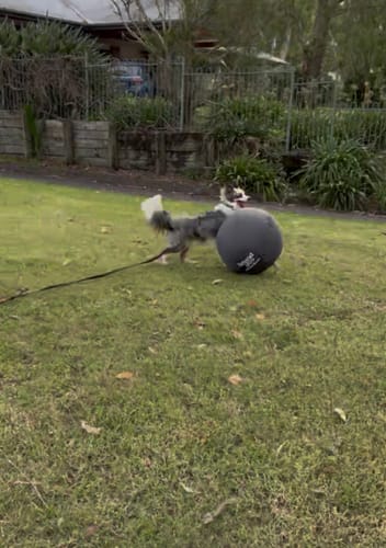 Customer photo review of Outback Herder -