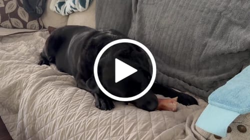 Customer video review of Smoked Beef Marrow Bone