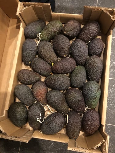 Kunde zeigt die offene Retterbox voller kleiner, dunkler Hass Mini Bio Avocados.