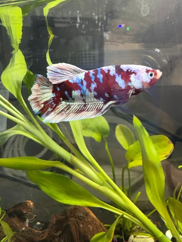 Reviewer's colorful Koi Red Gold Galaxy Plakat Betta swimming up close next to a bright green plant.