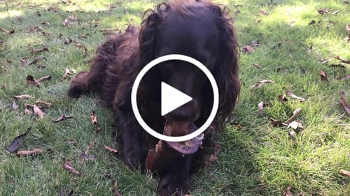 Customer video review of Smoked Beef Marrow Bone