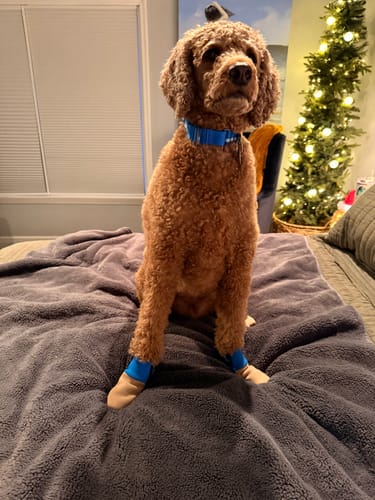 Customer photo review of All Weather Dog Booties - Doccasins - 1 pair
