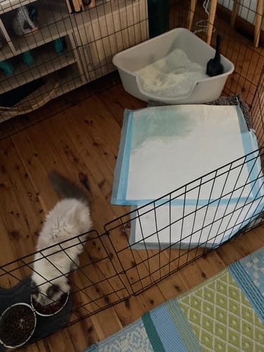 Customer photo review of 1 month supply - 4 Cats