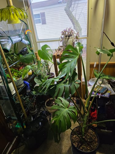 Customer's collection of lush houseplants, including a large Monstera, thriving indoors after using the Plant Food.