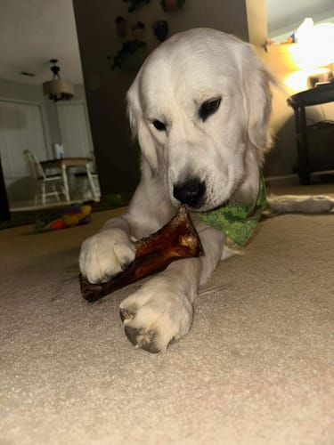 Customer's white retriever lying on the floor, holding a Himalayan Yak Cheese Chew dog treat between its front paws.