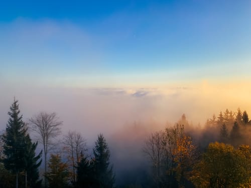 Reviewer's photo of a foggy forest sunrise, demonstrating the soft, clean effect of True Tones presets.