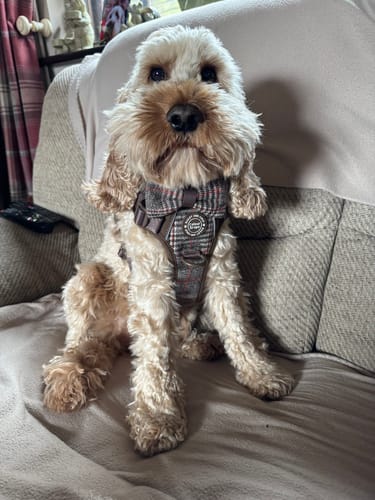 Reviewer's fluffy dog, Teddy, sitting on a couch while wearing the Trail & Glow Heritage Plaid dog harness.