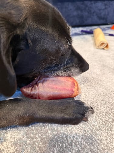 Close-up of a customer's dog resting its head on a Whole Pig Ear treat.