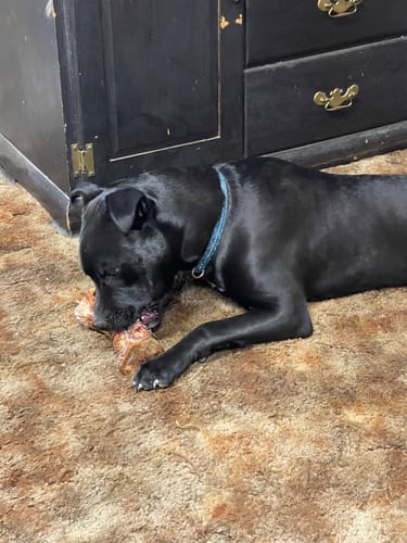 Customer's black dog lying on a carpet and chewing on a large Smoked Beef Marrow Bone.
