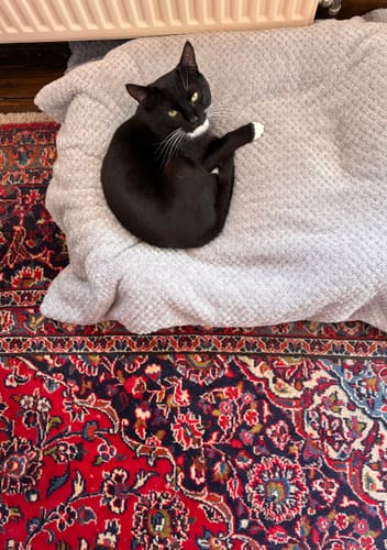 Customer photo review of 3 Month Supply - 1 Cat