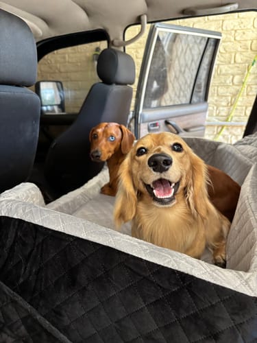 Customer's two happy dachshunds sitting in the large black Dog Car Booster Seat, placed on a car's back seat.