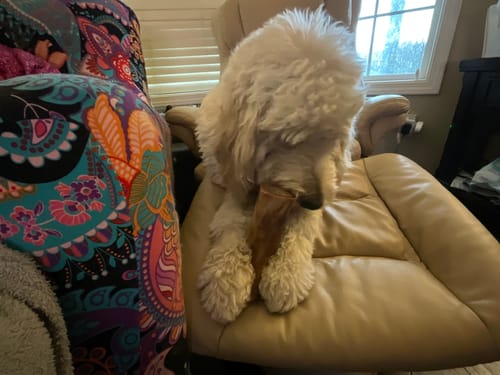Customer's fluffy white dog sitting on a tan chair and chewing an Erik's Mystery Chew or Treat.