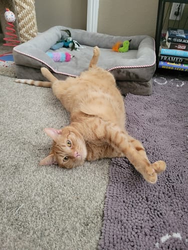 Customer photo review of 6x Blisso Advanced Cat Probiotic