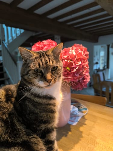 Avis d'un client : son chat senior tigré et blanc, Tommy, assis sur une table.