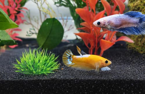 Customer's Fancy Yellow Star female betta fish swimming over black gravel in a decorated sorority tank.