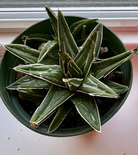Reviewer's healthy Queen Victoria Agave in a green pot, showing its distinct white leaf markings and a new pup.