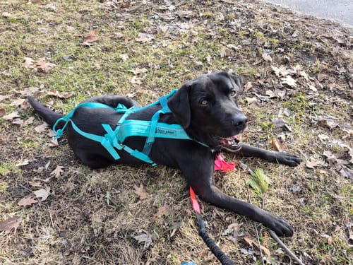 Customer's black dog resting on grass while wearing the aqua Non-Stop Dogwear Freemotion Harness 5.0.