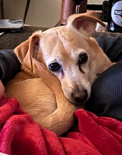 Customer photo review of Seizures - Dogs