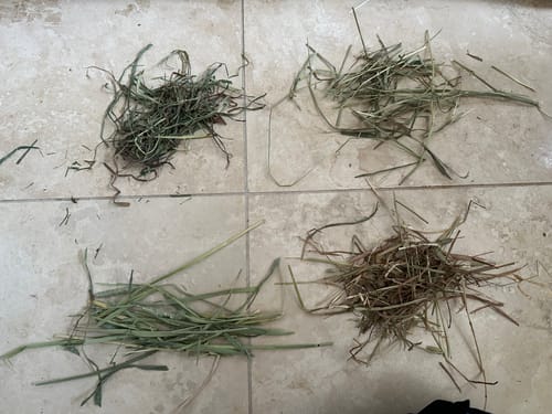 Customer's comparison of three green hay samples from the Taster Pack against one browner hay on a tiled floor.