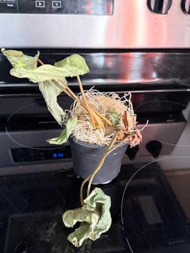 Customer photo review of Philodendron 'Gloriosum'