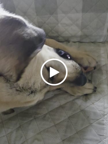 Customer video review of Smoked Beef Marrow Bone