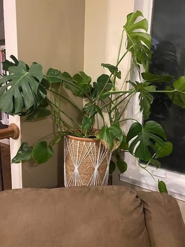 Reviewer's monstera plant in a decorative pot before using the Plant Food, as mentioned in the review.
