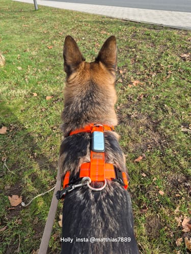 Customer photo review of Premium Hundegeschirr gepolstert extrabreit 40mm