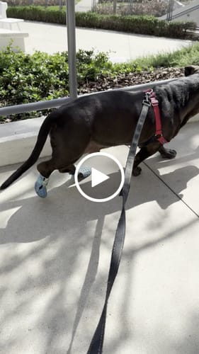 Customer video review of WagWellie® Mojave Single