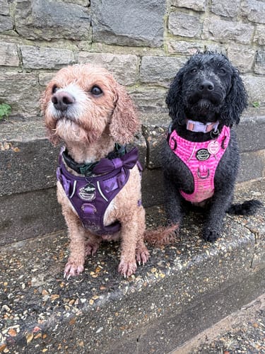 Customer photo review of Tough Trails™ Harness - Walkies Ready® Plum