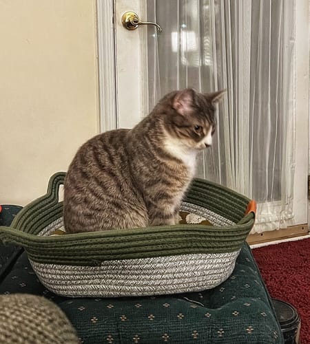 Customer photo review of Instinct Basket | Meet the first research-backed natural territory for indoor cats