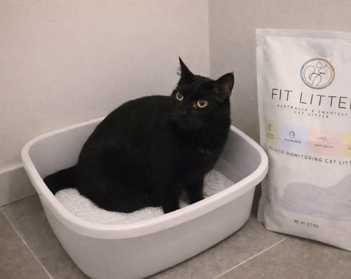 Customer photo review of 3 Month Supply - 1 Cat