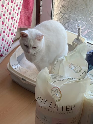 Customer photo review of 3 Month Supply - 1 Cat