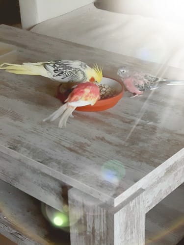 Customer photo review of Welli Mix 1