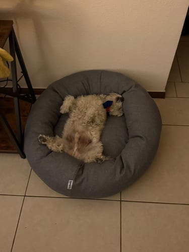 El perro de un cliente duerme relajadamente boca arriba en su cama antiestrés gris.