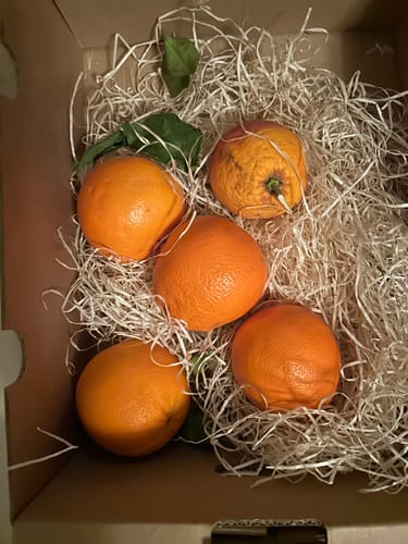 Rezensent zeigt den Inhalt der Bio Orangen-Mixbox mit mehreren Orangen, die in Papierwolle in der Kiste liegen.