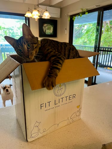 Customer photo review of 1 Month Supply – 3 Cat