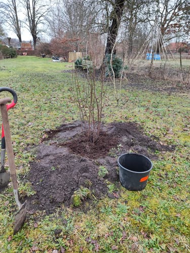 Customer photo review of Solitaire Meerstammige Krentenboompje - Amelanchier lamarckii