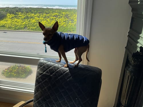 Customer photo review of Puffer Vests: New Colors