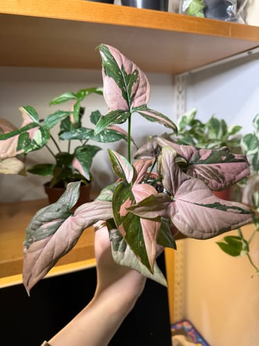 Customer holding a healthy Syngonium Pink Splash plant, showing its vibrant pink and green leaves.