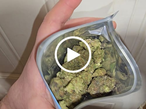 Customer video review of Purple Trainwreck THCA Flower