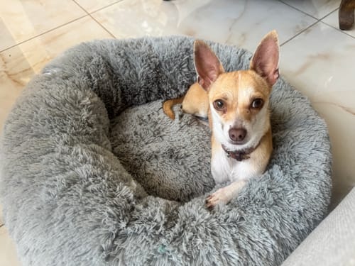 Cliente muestra a su perro pequeño descansando en la Cama Antiestrés gris y afelpada.