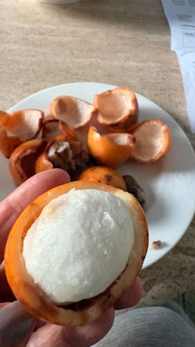 Kunde hält eine geöffnete Achachairu-Frucht und zeigt das weiße, segmentierte Fruchtfleisch.