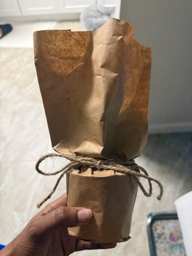 Customer holding the Aglaonema Pictum Tricolor, securely wrapped in brown paper and twine upon arrival.