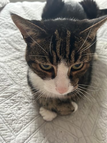 Customer photo review of 1 Month Supply – 2 Cat