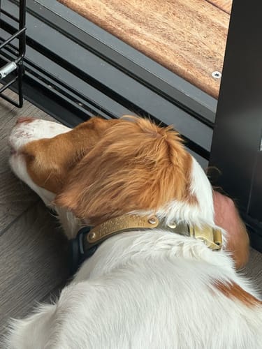 Customer photo review of Two Tone O Ring Collar - Waterproof BioThane® Custom Dog Collar