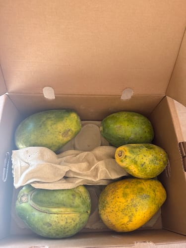 Rezensent zeigt die erhaltenen, meist grünen Bio-Papayas in der geöffneten Retterbox.
