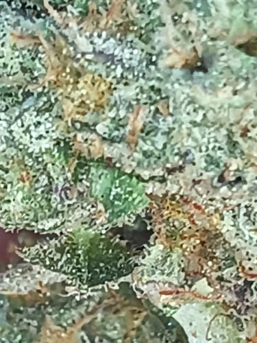 Customer photo review of Shipping Protection by Route